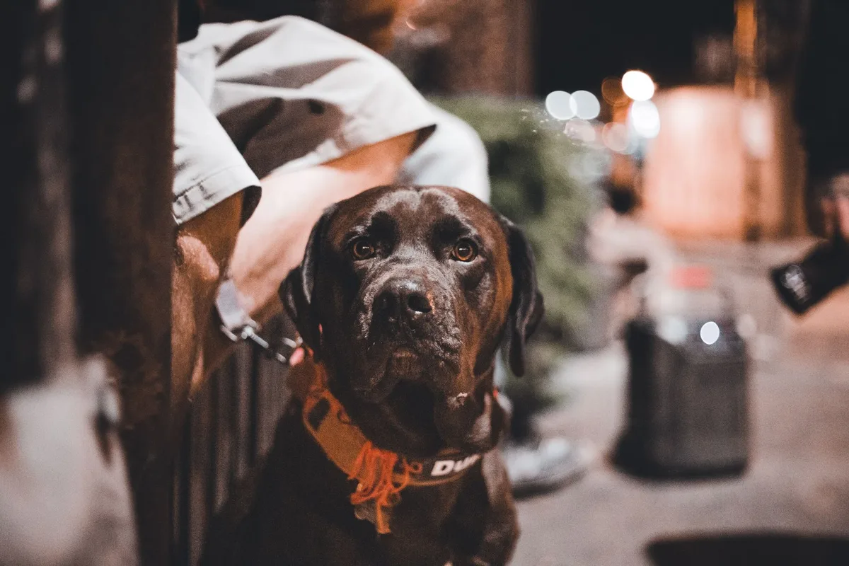야간 산책 길 불빛 속에서 어둠에 묻히기 쉬운 짙은 갈색 털의 개