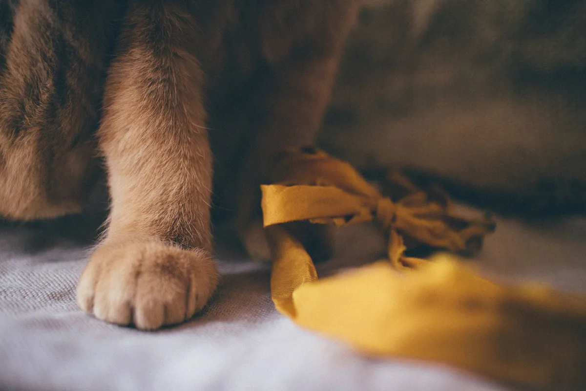 포장 리본 옆에 앞발을 내민 고양이 — 연말 선물 포장 끈